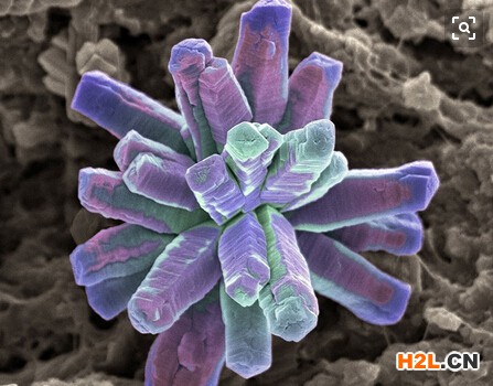 深圳菌株發(fā)明專利如何申請？