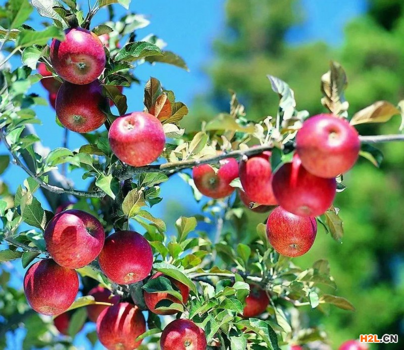 三年增長(zhǎng)300% 認(rèn)證工作助力河北食品農(nóng)產(chǎn)品產(chǎn)業(yè)高質(zhì)量發(fā)展