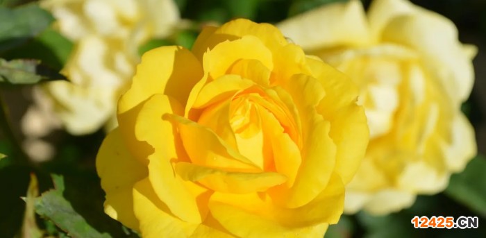 iso體系認(rèn)證是什么意思